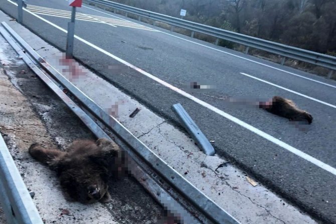 Otomobilin Çarptığı Yavru Ayı Telef Oldu