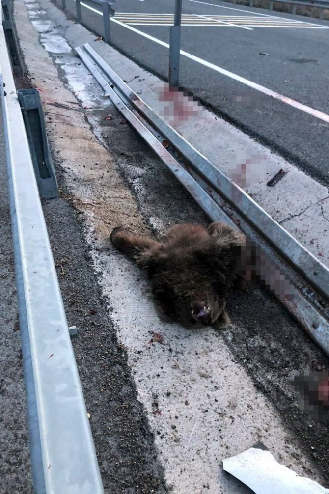 Otomobilin Çarptığı Yavru Ayı Telef Oldu