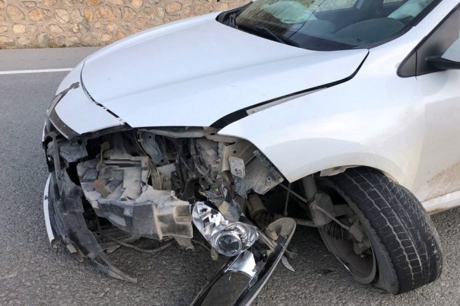 Otomobilin Çarptığı Yavru Ayı Telef Oldu