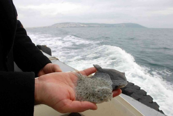 Karadeniz’in Kalkan Denizi Olması İçin 24 Yılda 100 Binin Üzerinde Kalkan Yavrusu Denize Bırakıldı Ama...