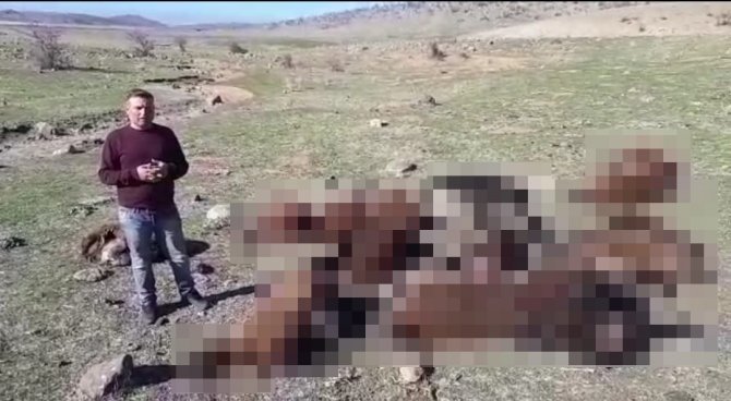 İ̇zdiham Yaşanan Ağılda 16 Koyun Telef Oldu