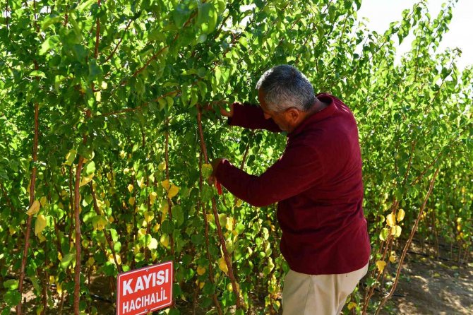 Kuru Kayısıdaki Fiyat Artışı Fidelere Talebi Arttırdı