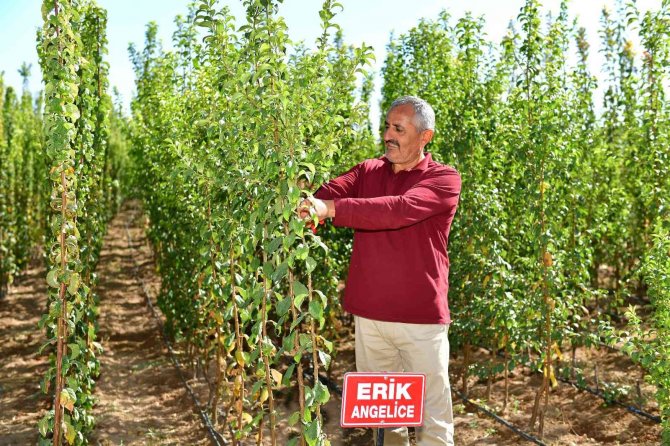 Kuru Kayısıdaki Fiyat Artışı Fidelere Talebi Arttırdı