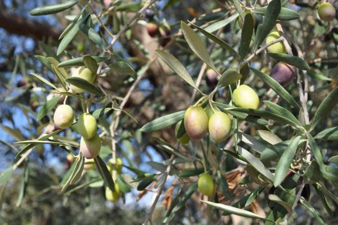 Manisa Sofralık Zeytin Üretiminde Birinci Sırada