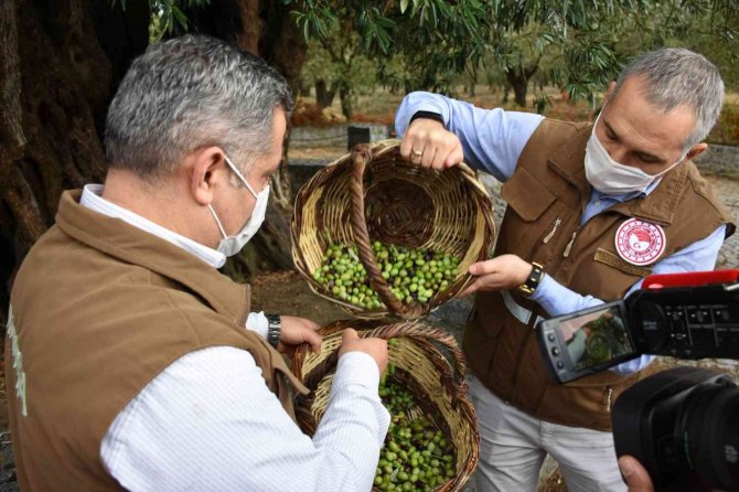 Manisa Sofralık Zeytin Üretiminde Birinci Sırada