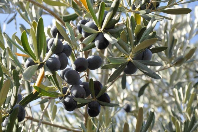 Manisa Sofralık Zeytin Üretiminde Birinci Sırada