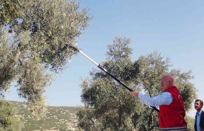 Zeytinyağları İhtiyaç Sahiplerine Dağıtılacak