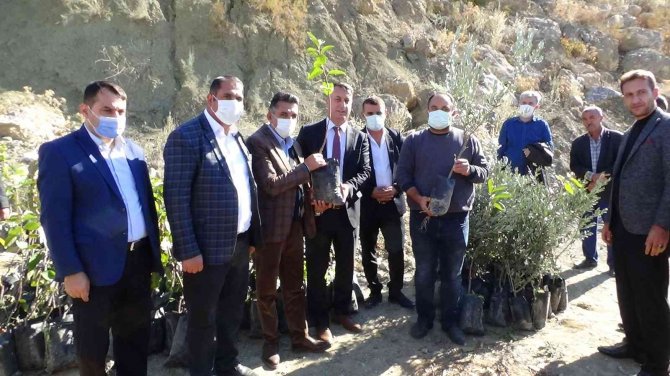 Batman Zeytin Diyarı Olma Yolunda