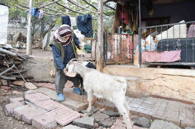 Tarsus Belediyesinden Köylülere Yem Desteği