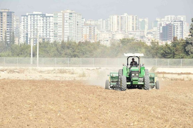Tarsus Belediyesi, Yerli Buğday Ekimine Başladı