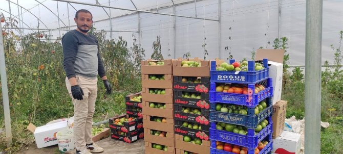 Devlet Desteğiyle Kurduğu Serada Dönüm Başına 15 Ton Domates Üretiyor