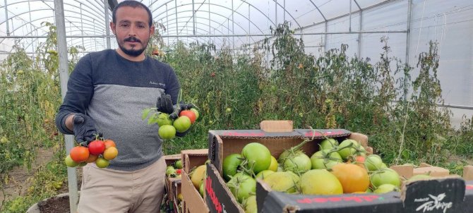 Devlet Desteğiyle Kurduğu Serada Dönüm Başına 15 Ton Domates Üretiyor