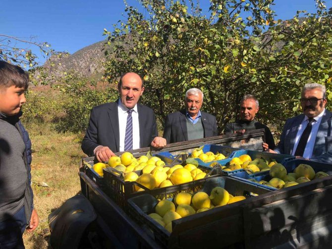 Saimbeyli Ayvası Organik Üretilecek