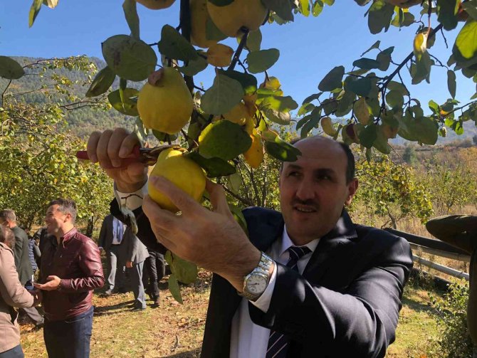 Saimbeyli Ayvası Organik Üretilecek