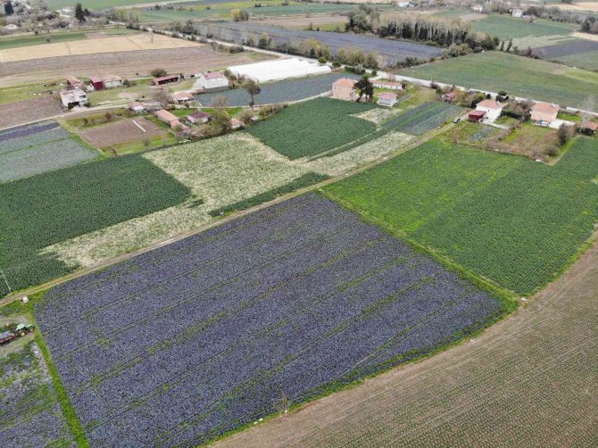 Bafra Ovası Altın Sezonunu Yaşayacak