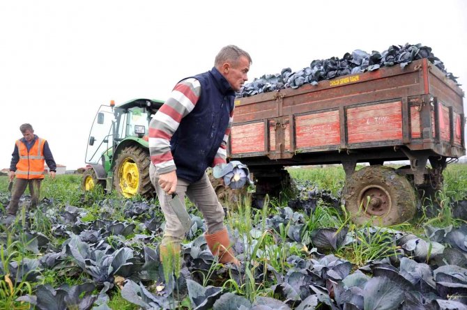Bafra Ovası Altın Sezonunu Yaşayacak