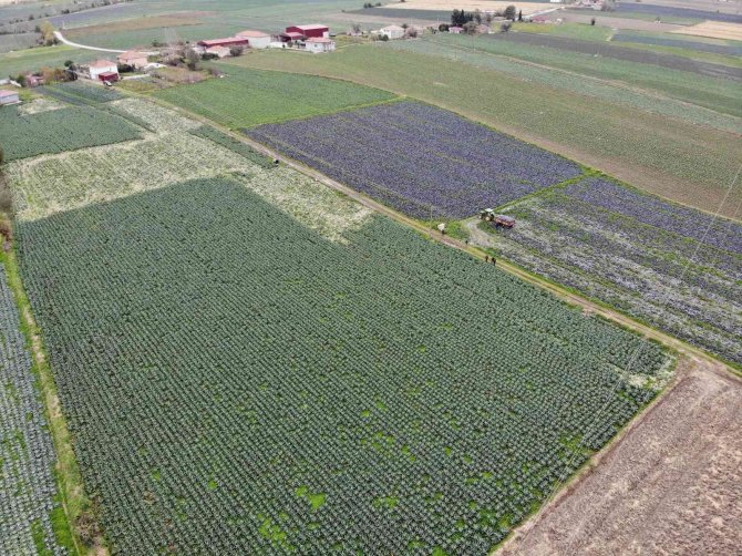 Bafra Ovası Altın Sezonunu Yaşayacak