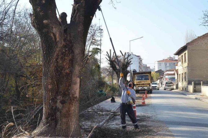 Bozüyük’te Ağaçlara Sonbahar Bakımı