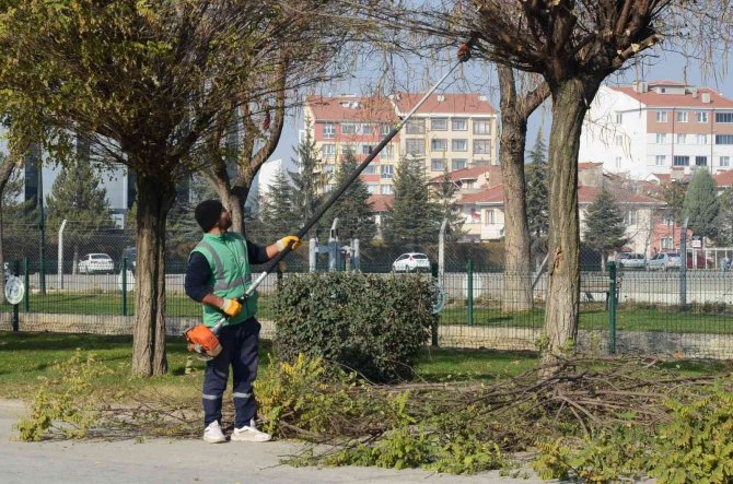 Bozüyük’te Ağaçlara Sonbahar Bakımı
