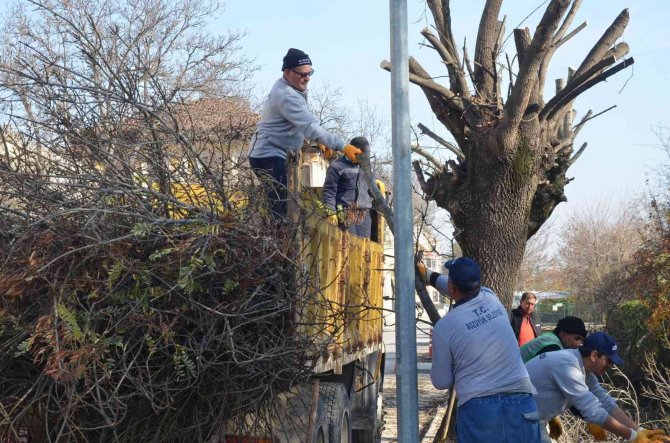 Bozüyük’te Ağaçlara Sonbahar Bakımı