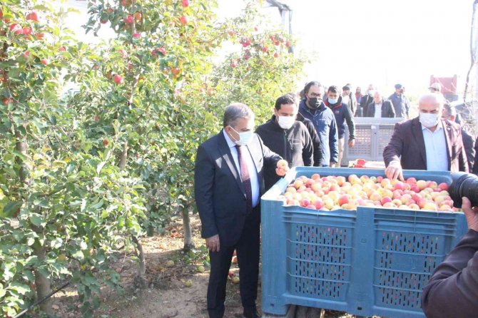 Türkiye’nin En Büyük Elma Bahçesinde Son Hasat Yapıldı