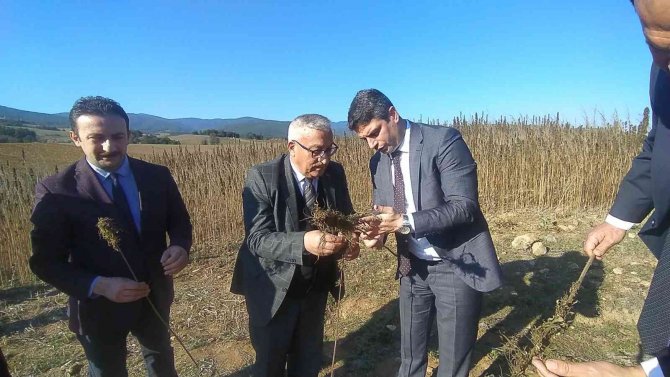 Kastamonu’da Kenevir Sökümü Devam Ediyor