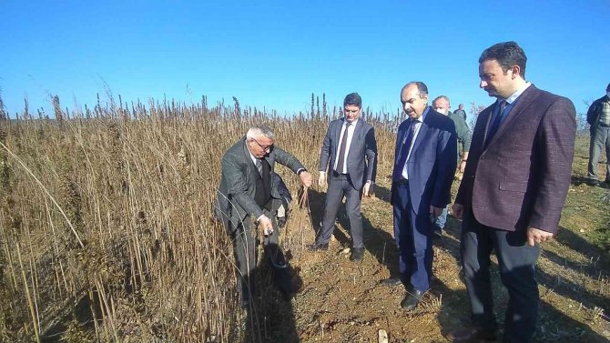 Kastamonu’da Kenevir Sökümü Devam Ediyor