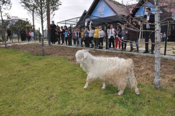 Pursaklar Endemik Vadisi’ne Miniklerden Ziyaret