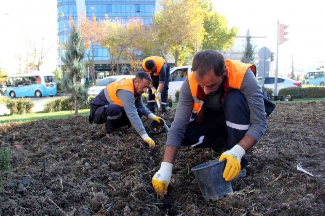 Van’da Park Ve Caddelere 120 Bin Lale Soğanı Dikildi