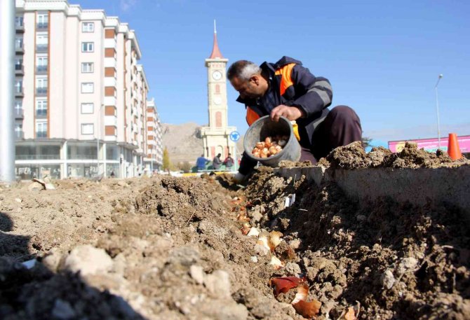 Van’da Park Ve Caddelere 120 Bin Lale Soğanı Dikildi