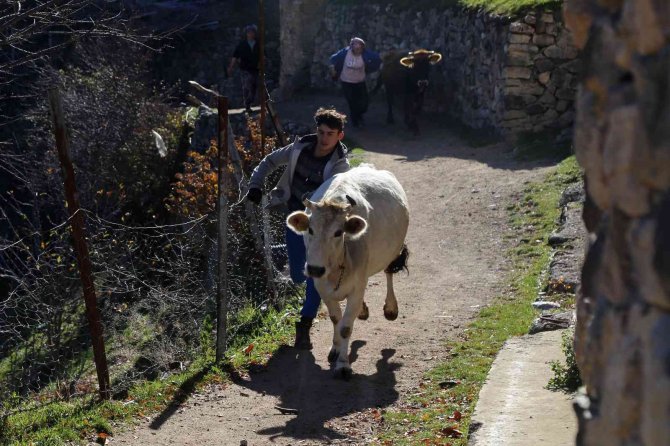 Kara Kazanda Isıttıkları Sularla İnekleri Bebek Gibi Yıkıyorlar