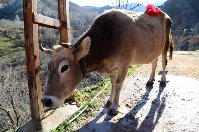 Kara Kazanda Isıttıkları Sularla İnekleri Bebek Gibi Yıkıyorlar
