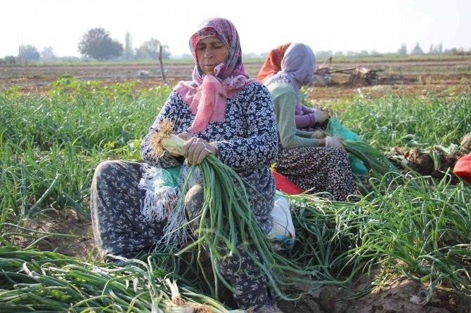 Taze Soğan, Üreticisini Memnun Etmiyor