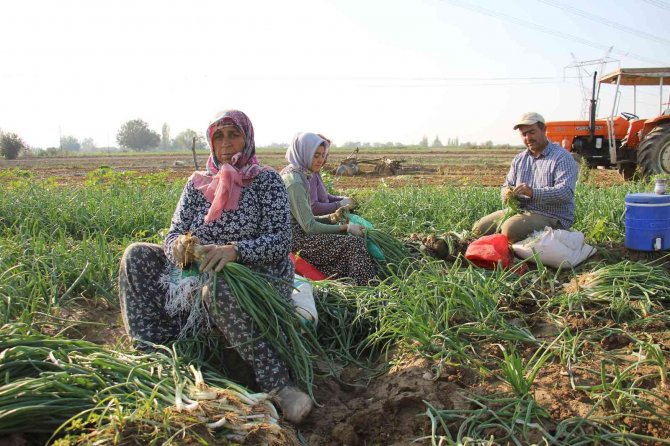Taze Soğan, Üreticisini Memnun Etmiyor