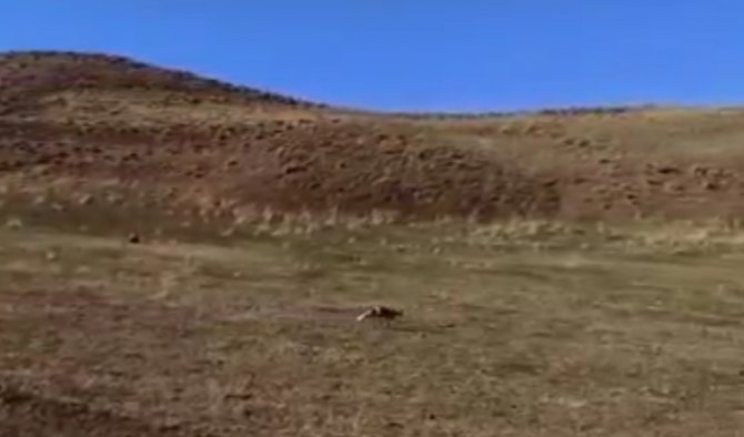 Jandarma Tarafından Bulunan Tilki, Doğal Ortamına Bırakıldı