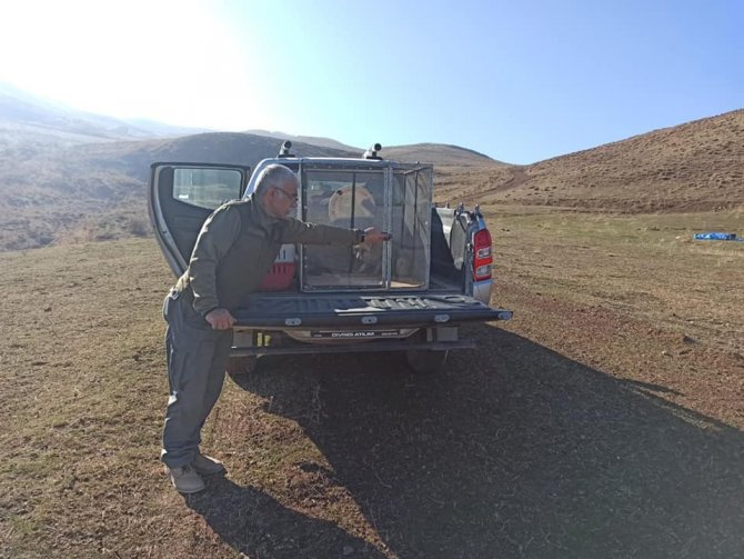Jandarma Tarafından Bulunan Tilki, Doğal Ortamına Bırakıldı