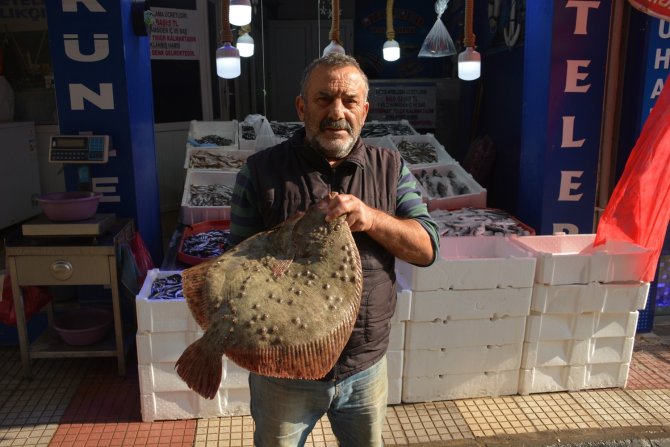 Kalkan Balığı Altınla Yarışıyor: Kilosu 250 Lira