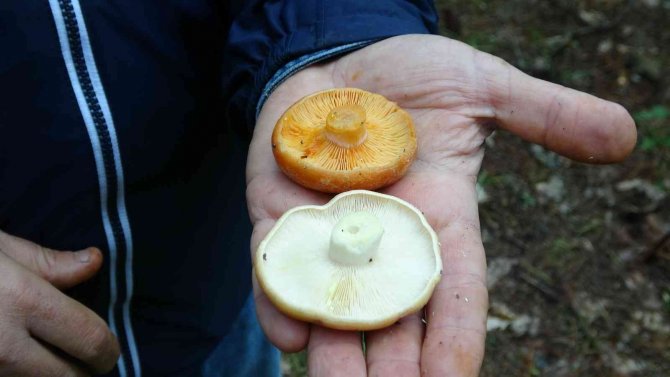 Uzmanından Uyarı: Yanlış Bilgiler Mantar Zehirlenmesine Sebep Oluyor