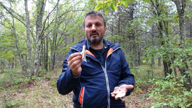 Uzmanından Uyarı: Yanlış Bilgiler Mantar Zehirlenmesine Sebep Oluyor