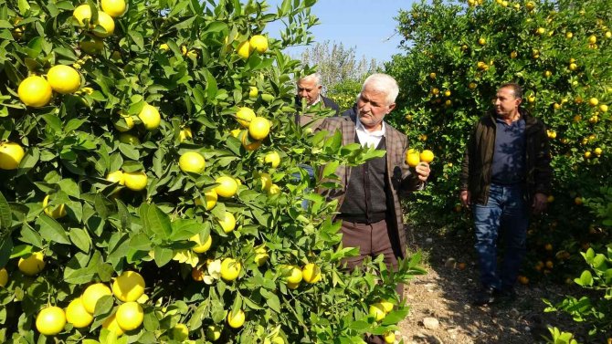 ’Limon Kooperatif Marketlerinde Satılsın’ Çağrısı