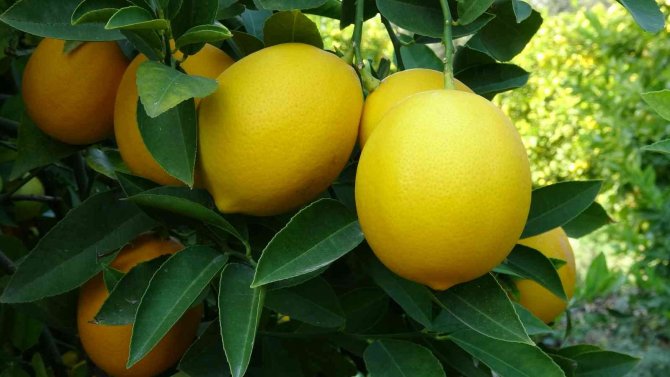 ’Limon Kooperatif Marketlerinde Satılsın’ Çağrısı
