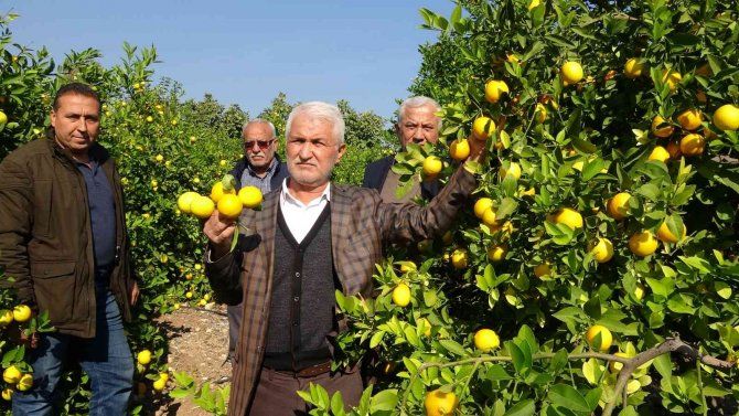 ’Limon Kooperatif Marketlerinde Satılsın’ Çağrısı