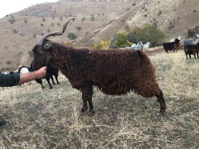 Siirt’te Tiftik Keçisi Koruma Altına Alındı