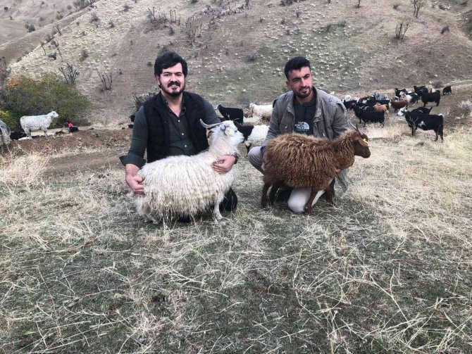 Siirt’te Tiftik Keçisi Koruma Altına Alındı