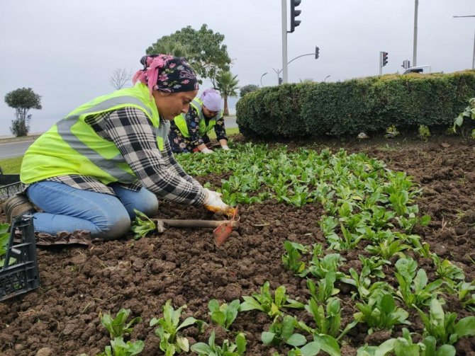 Ordu’da Mevsimlik Çiçekler Toprakla Buluşuyor