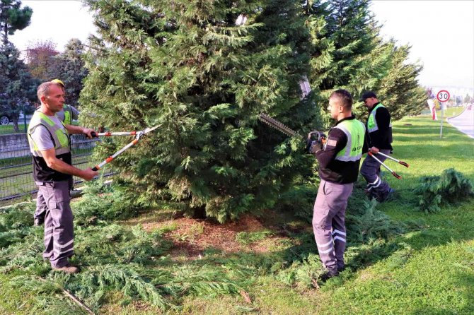 Samsun’u Süsleyen Ağaçlara Kış Bakımı