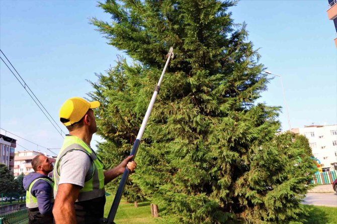 Samsun’u Süsleyen Ağaçlara Kış Bakımı