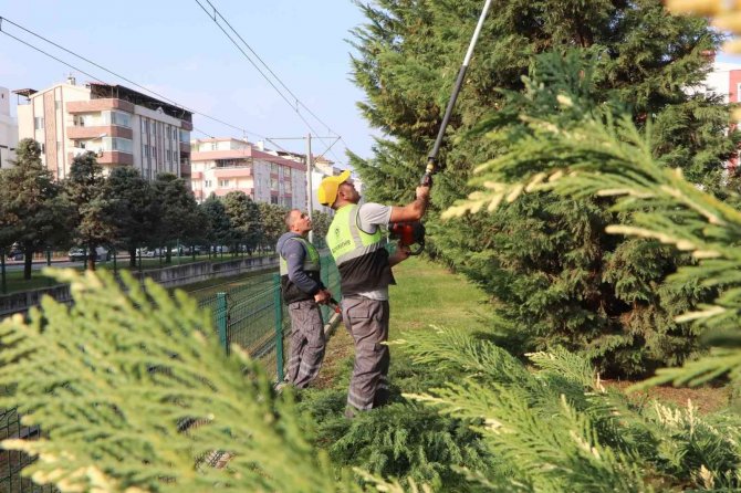Samsun’u Süsleyen Ağaçlara Kış Bakımı