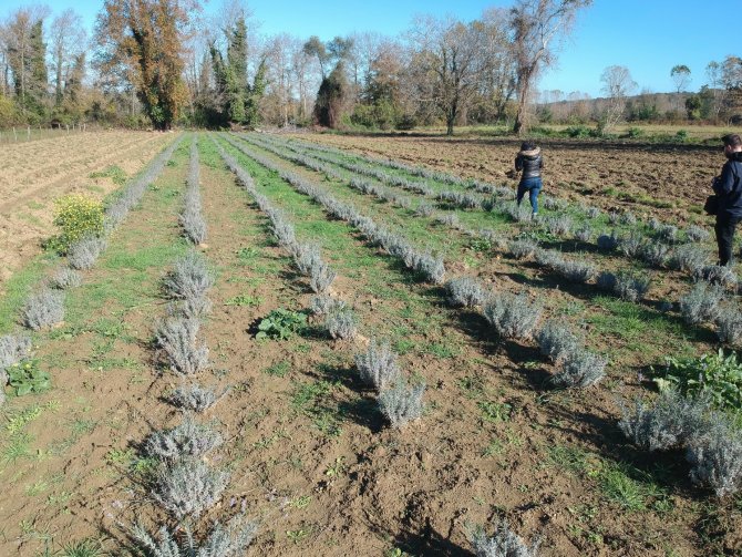 Sinop’ta İlk Defa Ekildi, Verimi Yüz Güldürdü