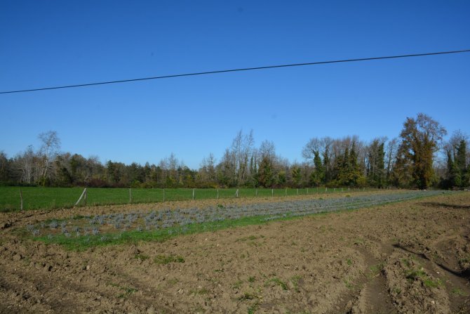 Sinop’ta İlk Defa Ekildi, Verimi Yüz Güldürdü